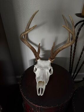 European Deer Antler Skull - Natural Brown & White from Kentucky
